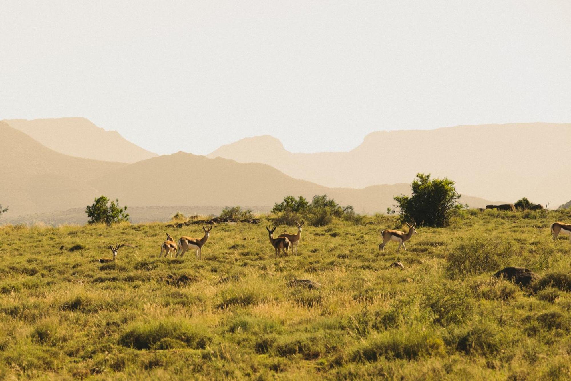 Buccara Wildlife Reserve Graaff Reinet Exterior photo